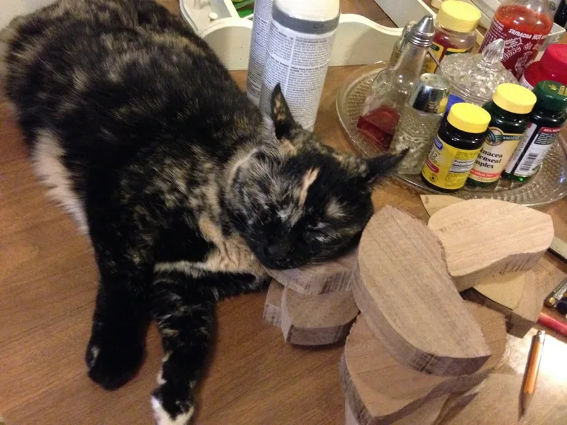 WAVE chinrest with resting cat.